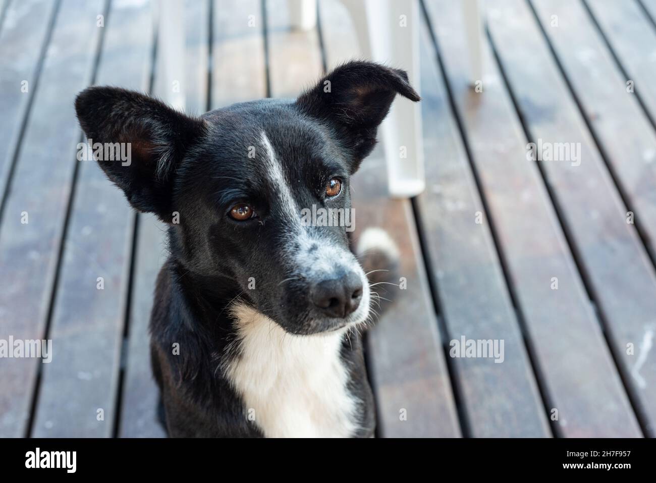 Mcnab dog on a wooden ground Stock Photo Alamy