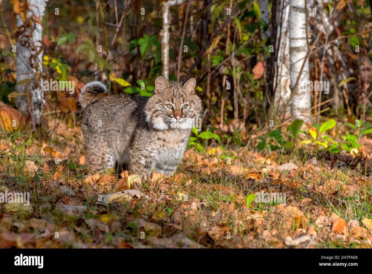 Bobcat Kitten Romping through the Autumn Forest Stock Photo