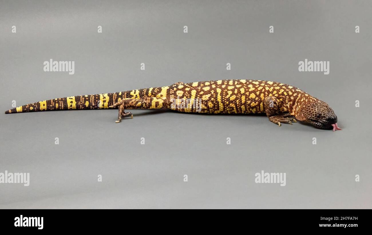Hissing Mexican Beaded Lizard Isolated on a Grey Background Stock Photo