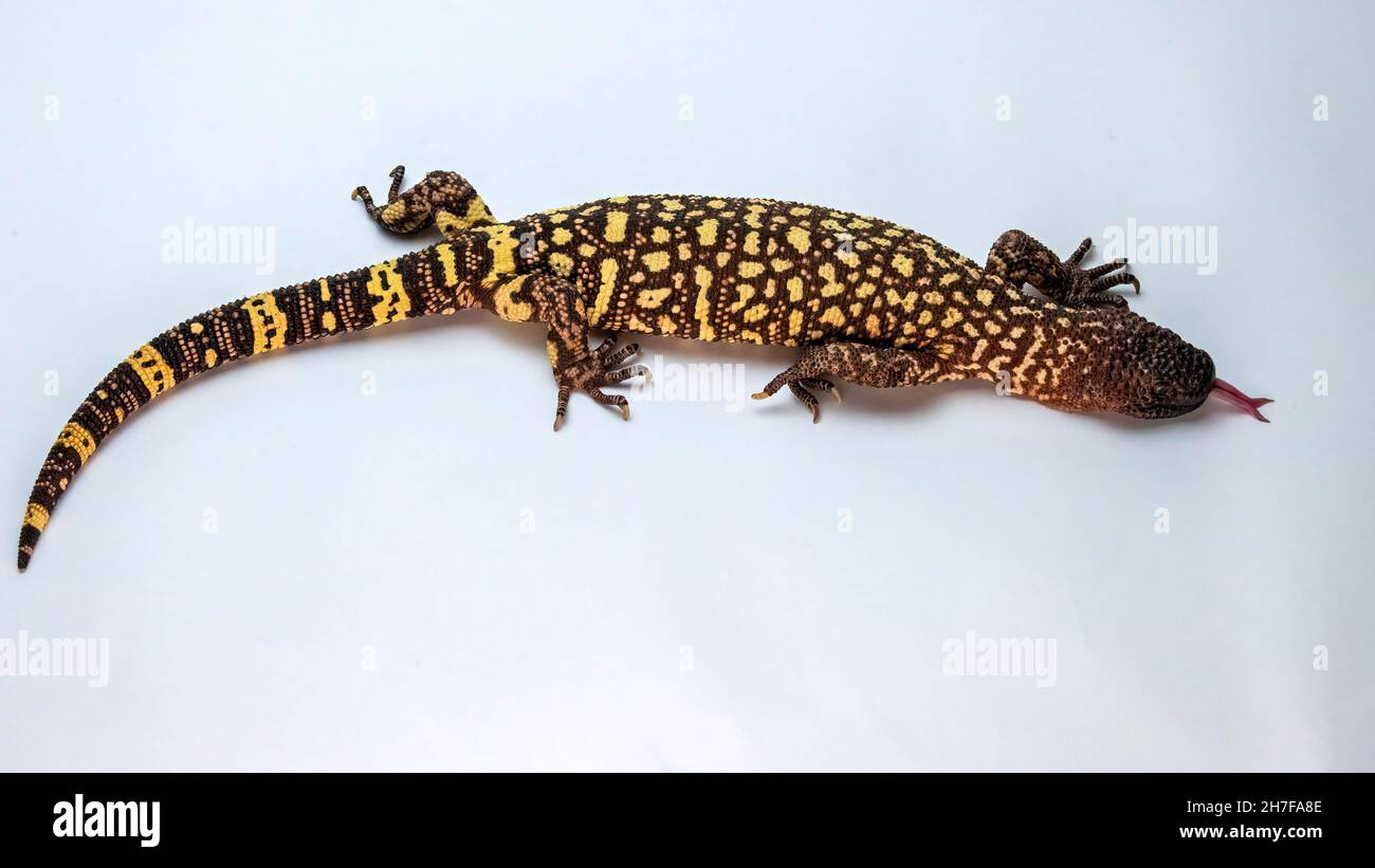 Hissing Mexican Beaded Lizard Isolated on a White Background Stock Photo