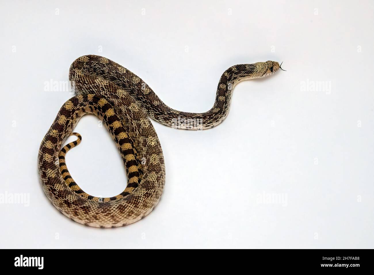 Gopher Snake Isolated on a White Background Stock Photo