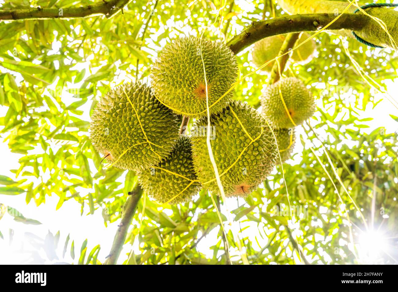 Raub, Malaysia. 21st Nov, 2021. The Black Thorn durians are seen at a ...