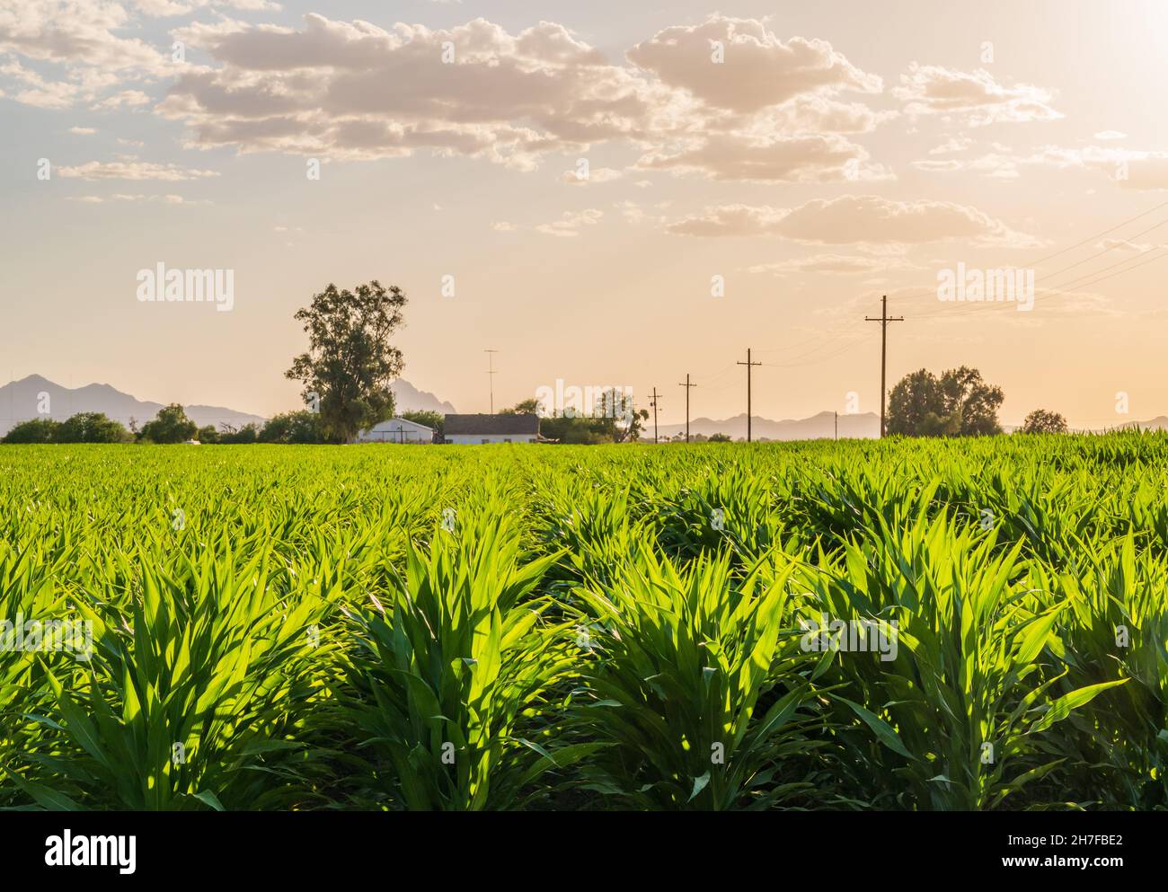 Rows of green corn plants on a farm in Arizona at sunset Stock Photo