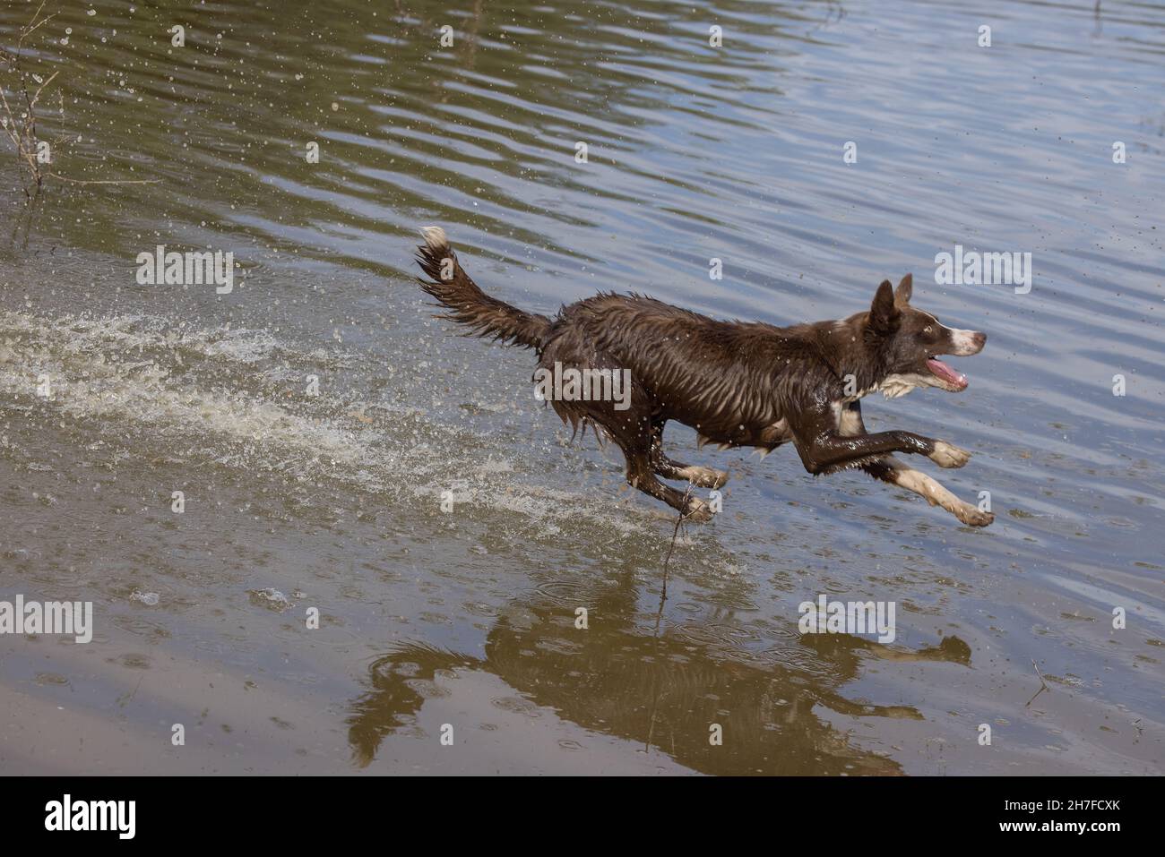 chocolate border collie, domestic dog, Canis familiaris, playing in water Stock Photo