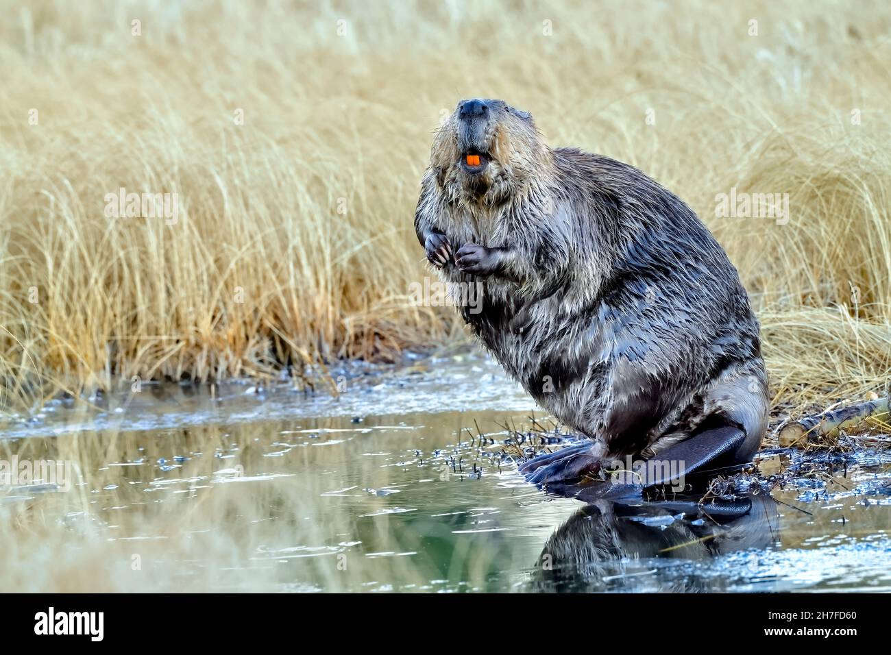 An adult beaver 'Castor canadensis', standing on his rear legs for a better view of his surroundings at his beaver pond in rural Alberta Canada Stock Photo