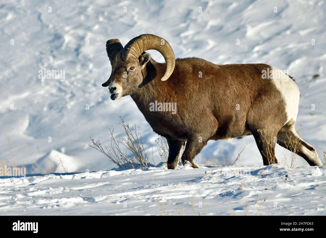 A wild rocky mountain Bighorn Sheep 'Orvis canadensis', walking through the fresh snow sticking out his black tongue in rural Alberta Canada Stock Photo