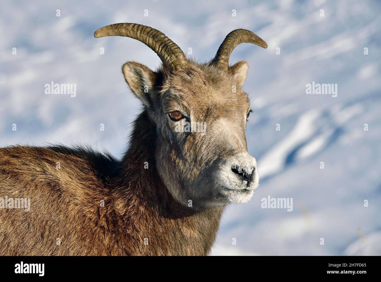 A portrait image of an adult female Bighorn Sheep :Orvis canadensis', standing against the fresh winter snow in rural Alberta Canada Stock Photo