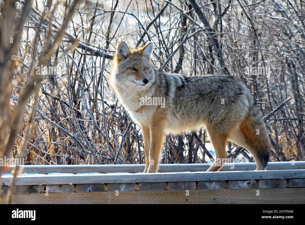 Coyote trail hi-res stock photography and images - Alamy