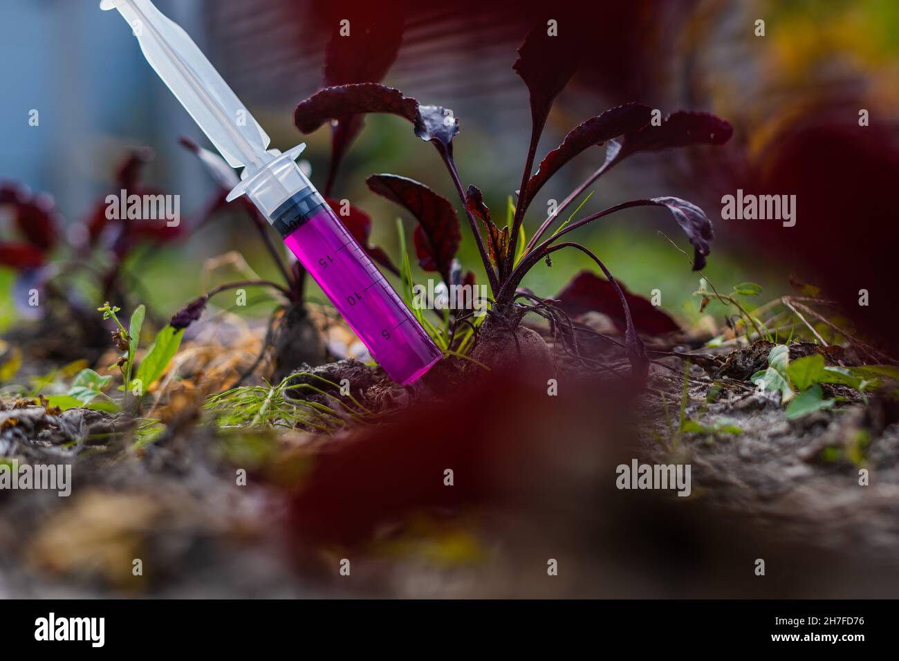 Pumping beets growing in the ground on the garden bed with solution for rapid growth Stock Photo
