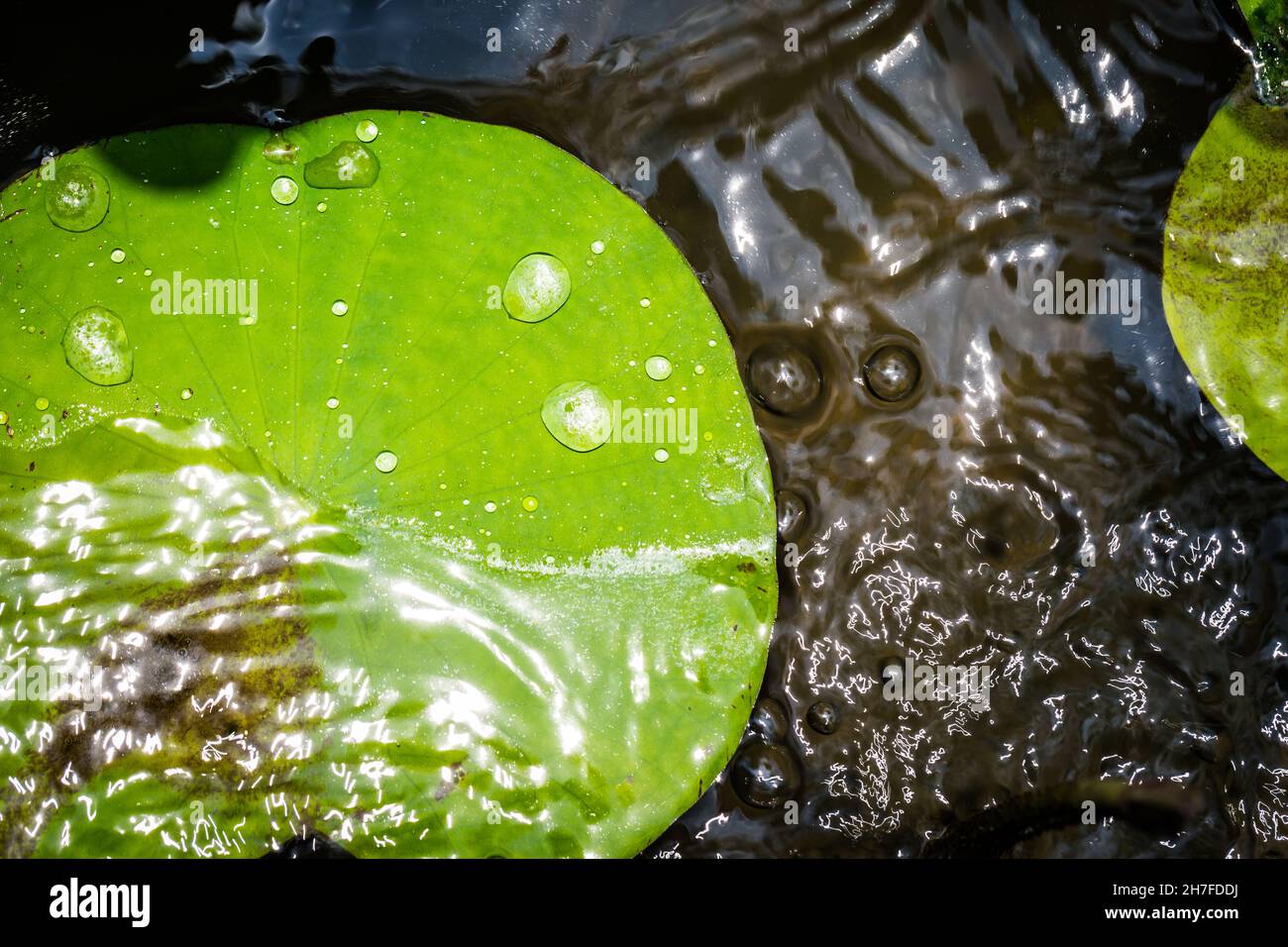 Water on a lotus leaf with light reflection background Stock Photo - Alamy