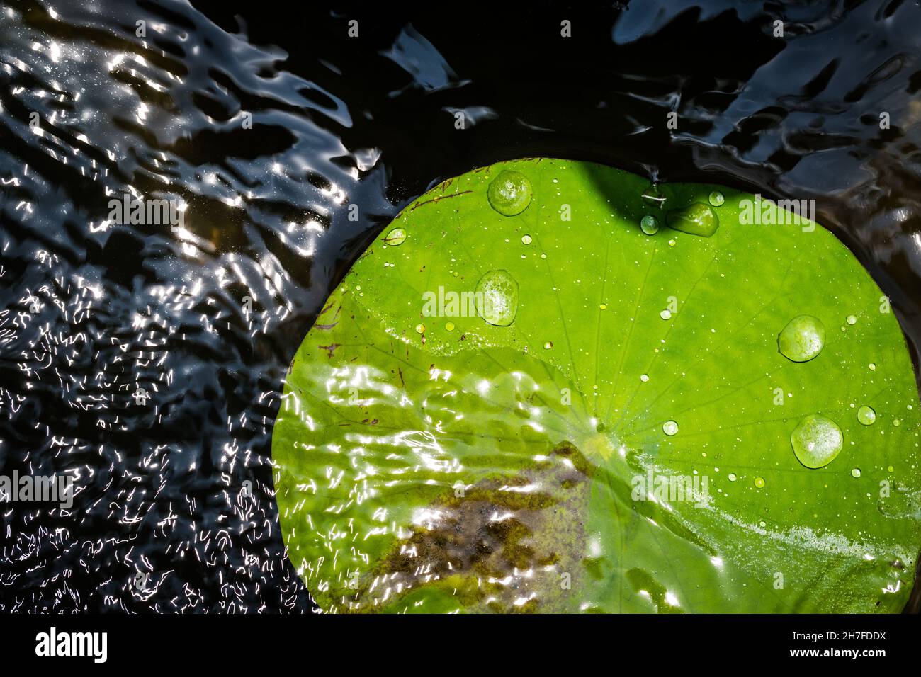 Water on a lotus leaf with light reflection background Stock Photo - Alamy