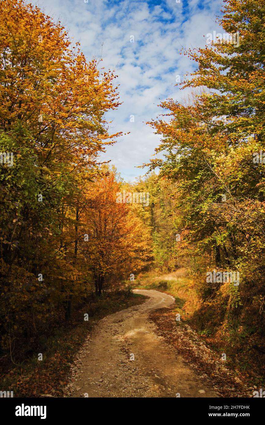 Beautiful road with autumn trees Stock Photo - Alamy