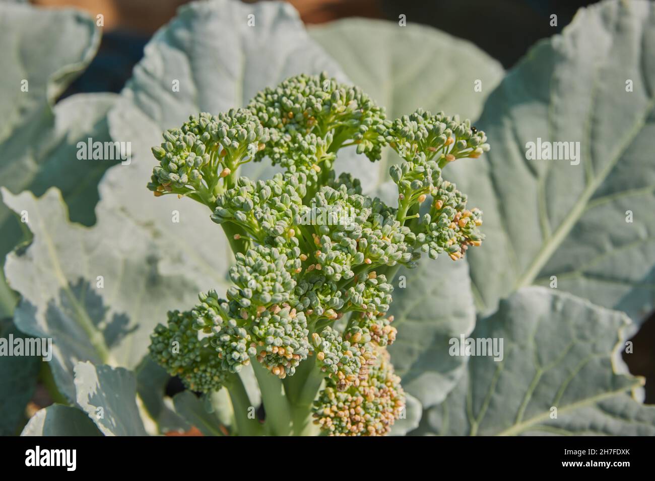 Center Frame Broccoli Head and Broccoli Leaves with Natural Sun Light ...