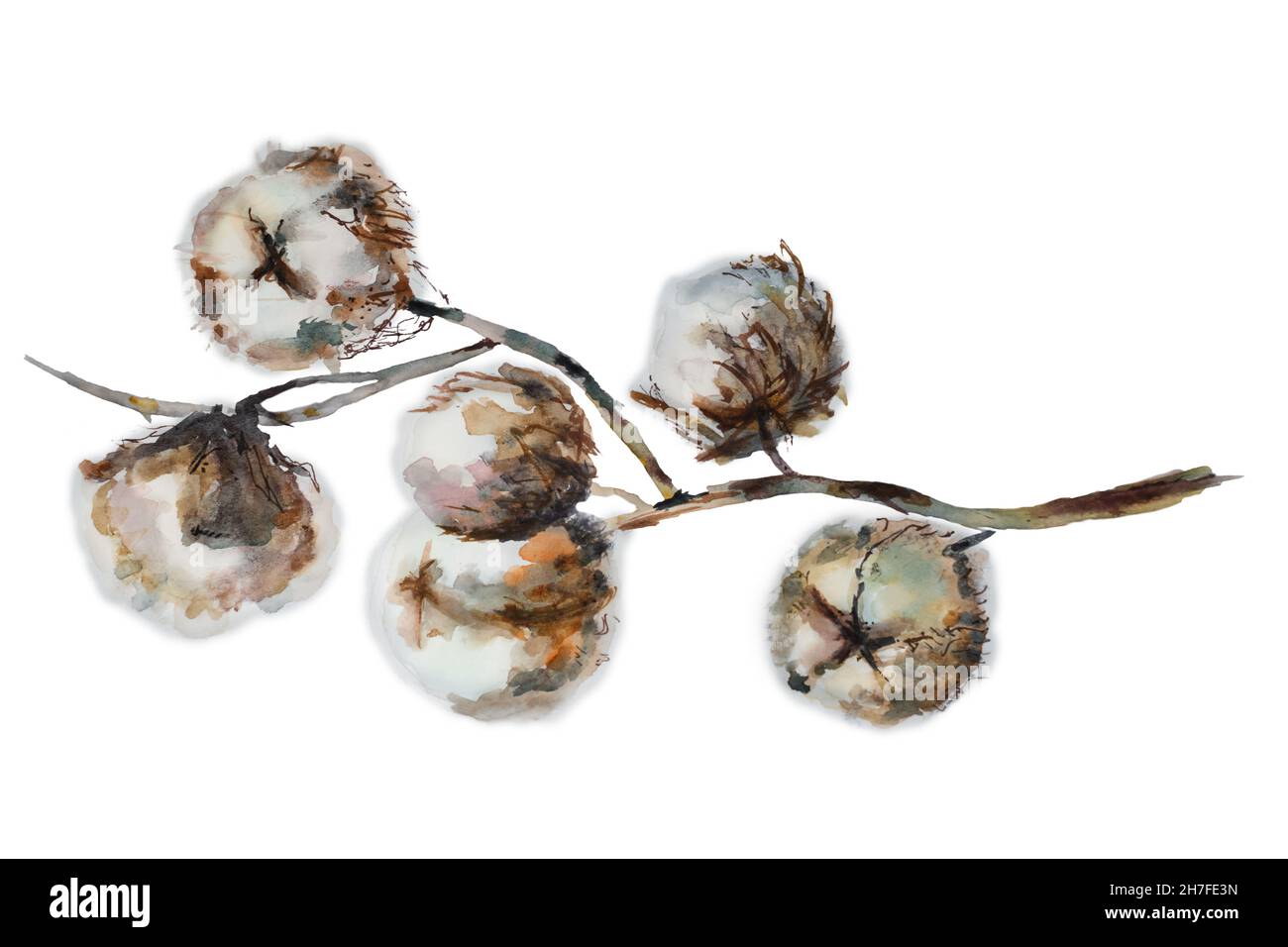 Branch with cotton flowers drawn watercolor Stock Photo