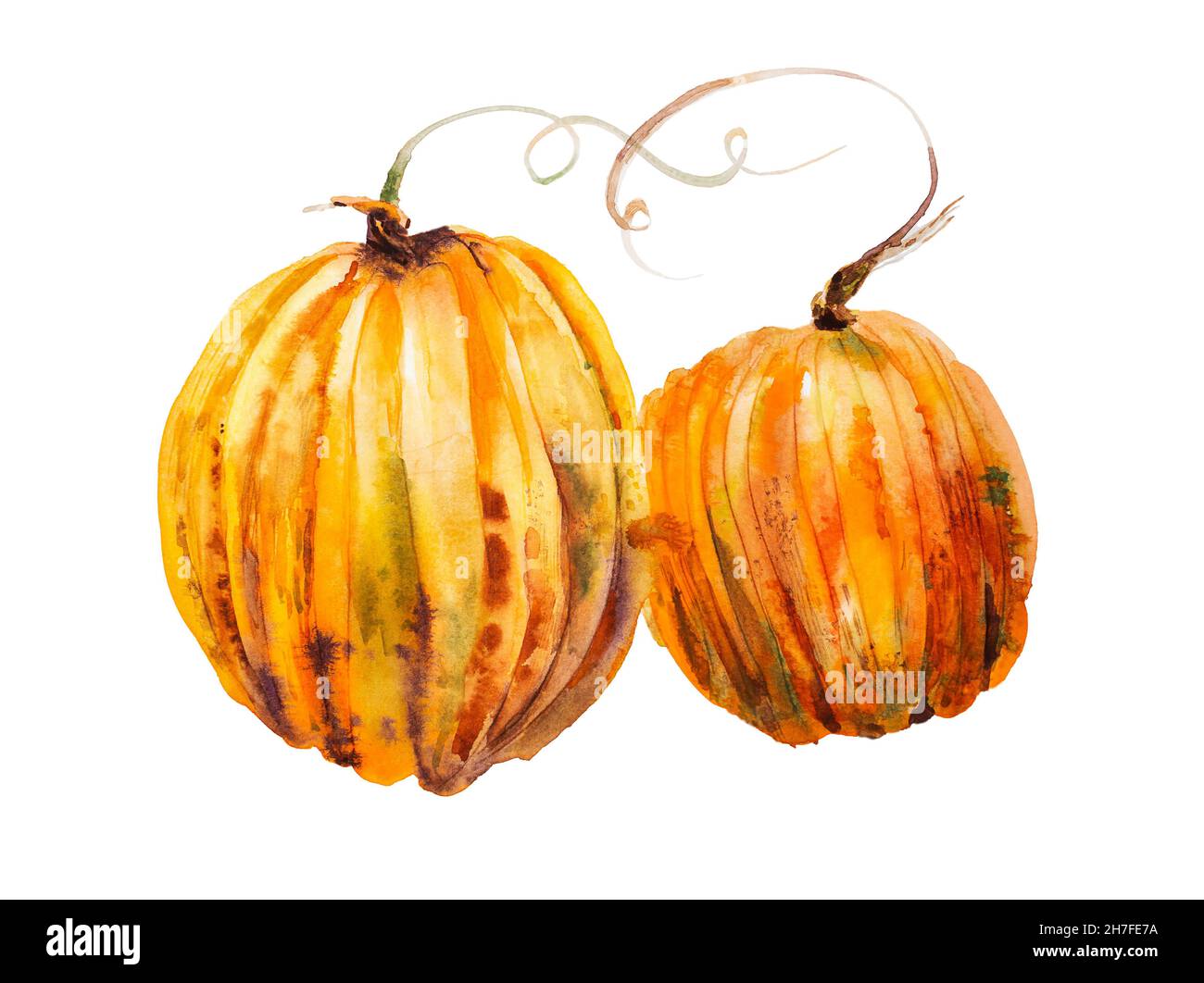 Illustration of two pumpkins isolated on white background Stock Photo ...