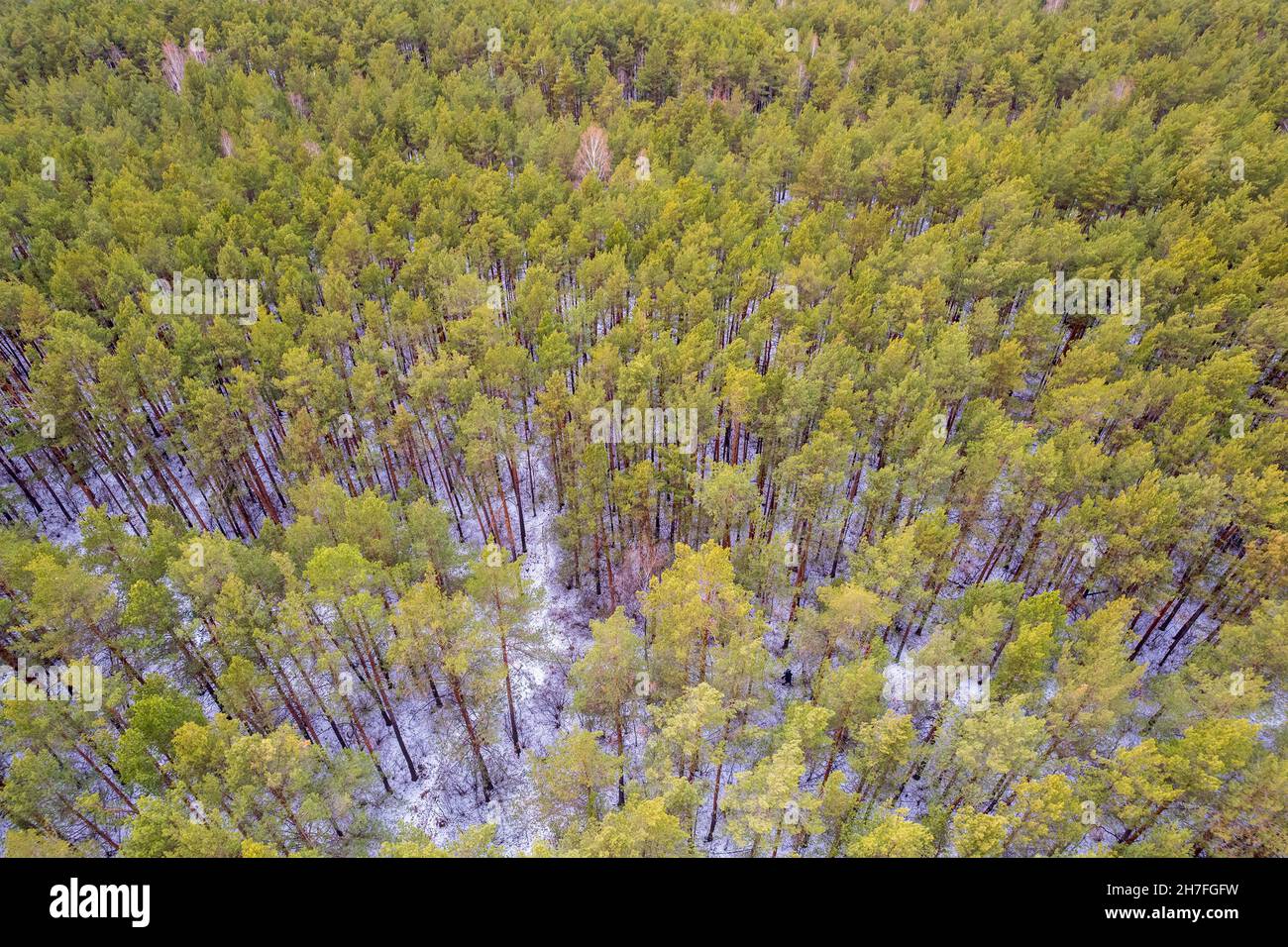 Aerial view of a winter pine forest. Top view of snow-covered pine ...