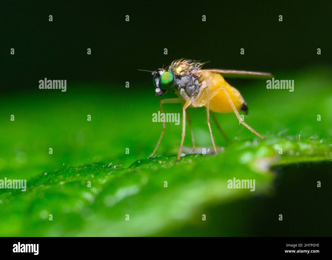 A fly with a yellow belly and bright green eyes sits on a tree leaf Stock Photo