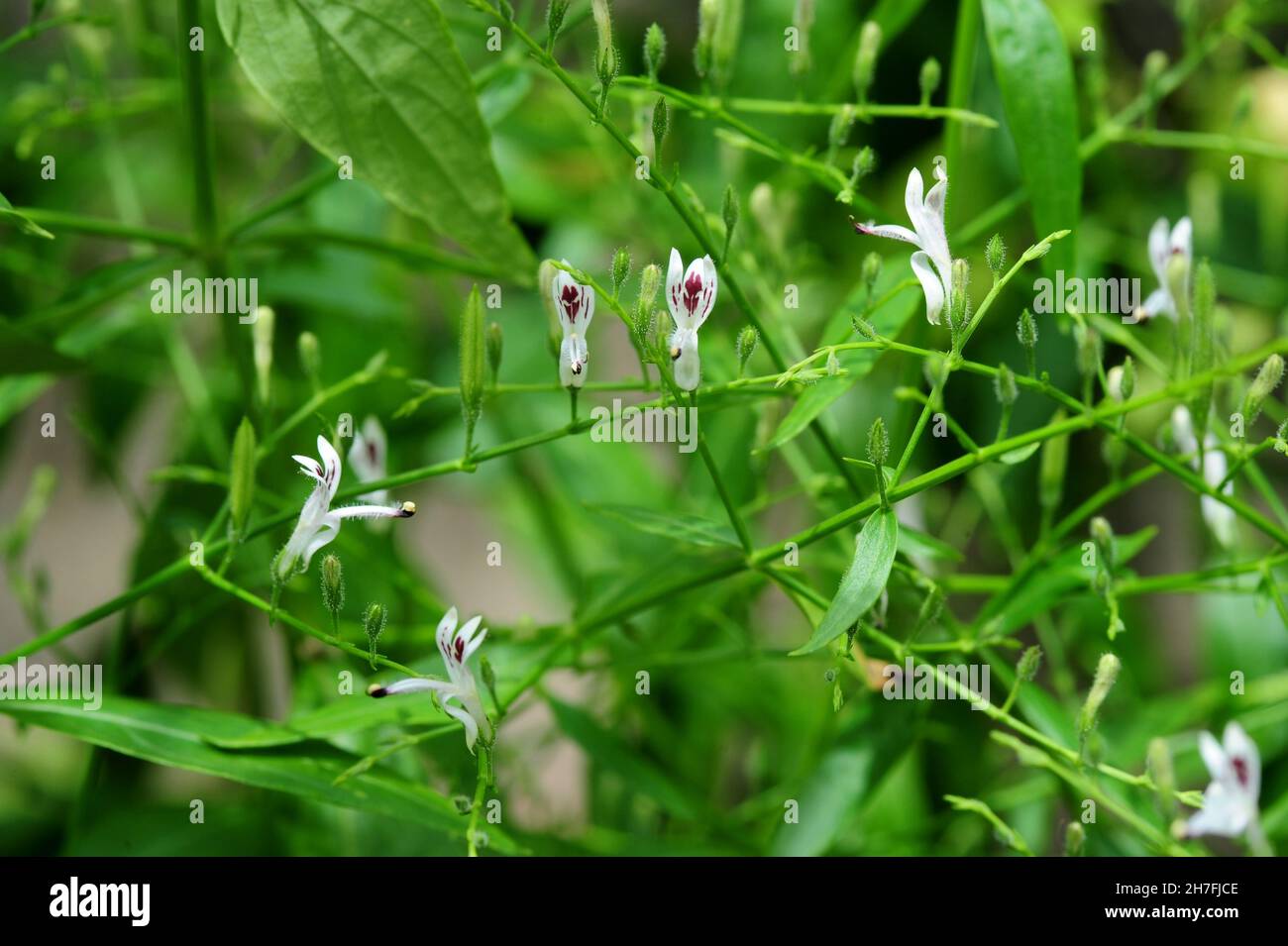 Andrographis paniculata (Burm. F) Nees, generally known as king of ...