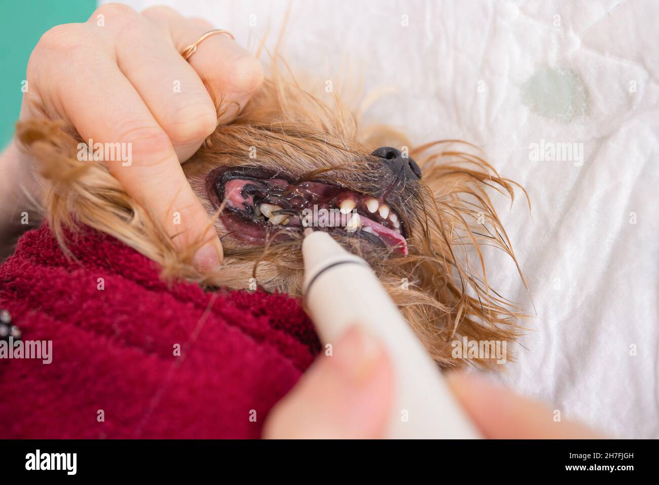 Vet cleaning teeth of a dog with a brush Stock Photo Alamy