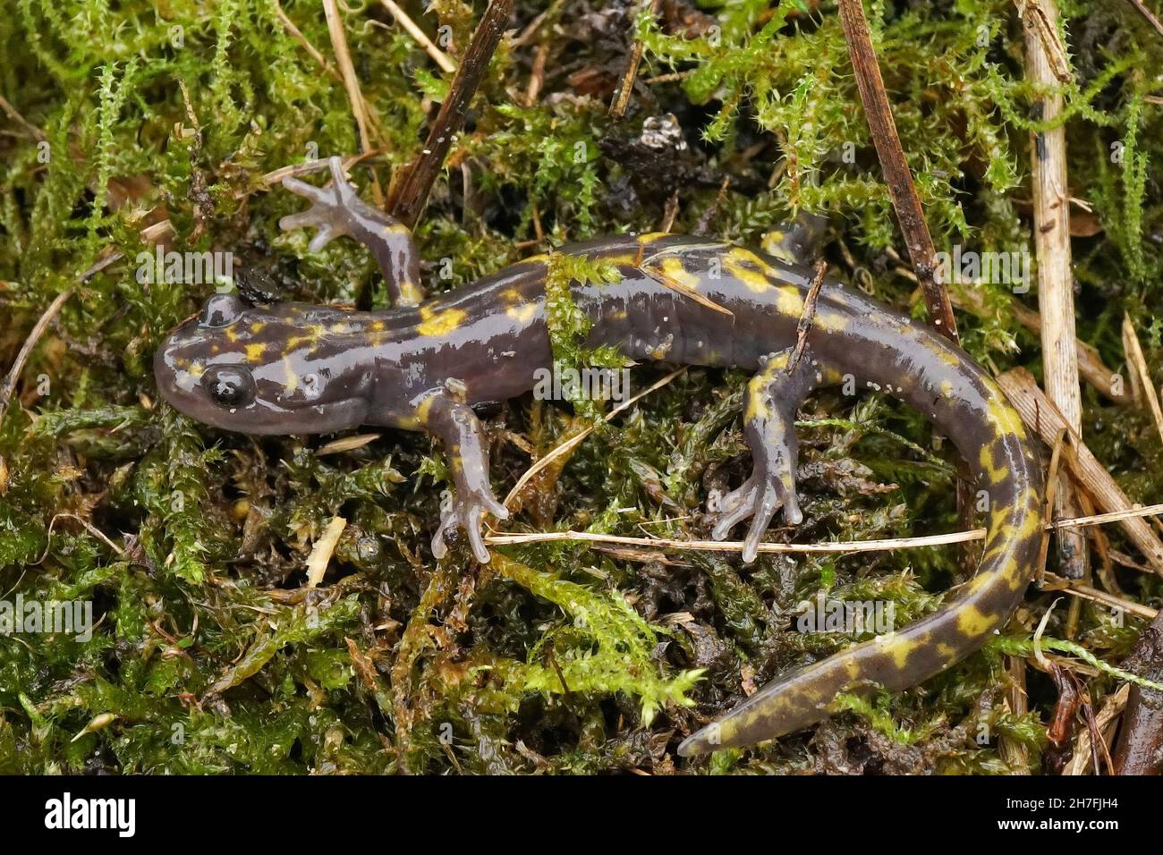 Closeup of the threatened Persian brook mountain salamander, Paradactylodon persicus Stock Photo