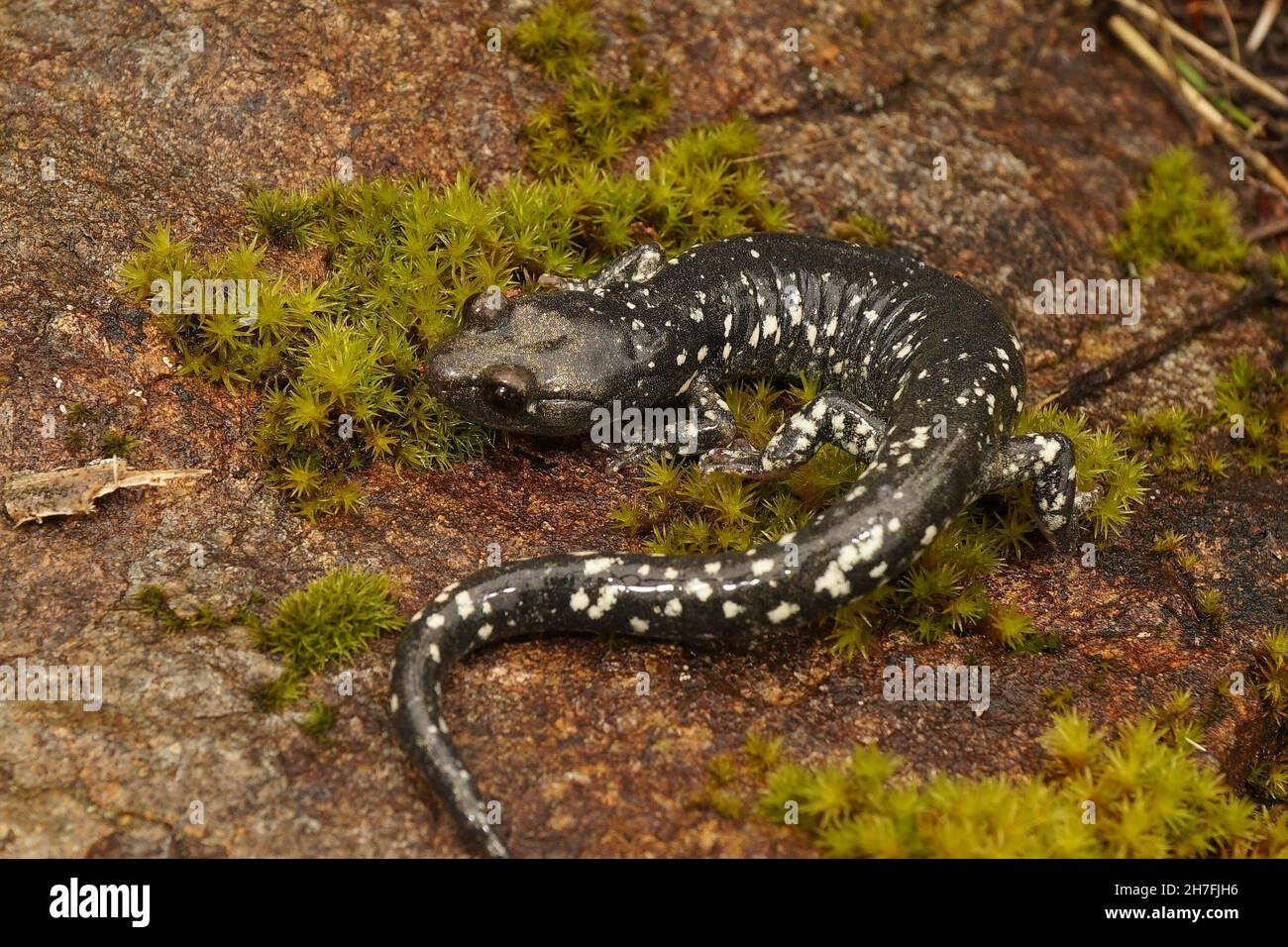 Full body closeup on the rare Black salamander, Aneides flavipunctatus Stock Photo