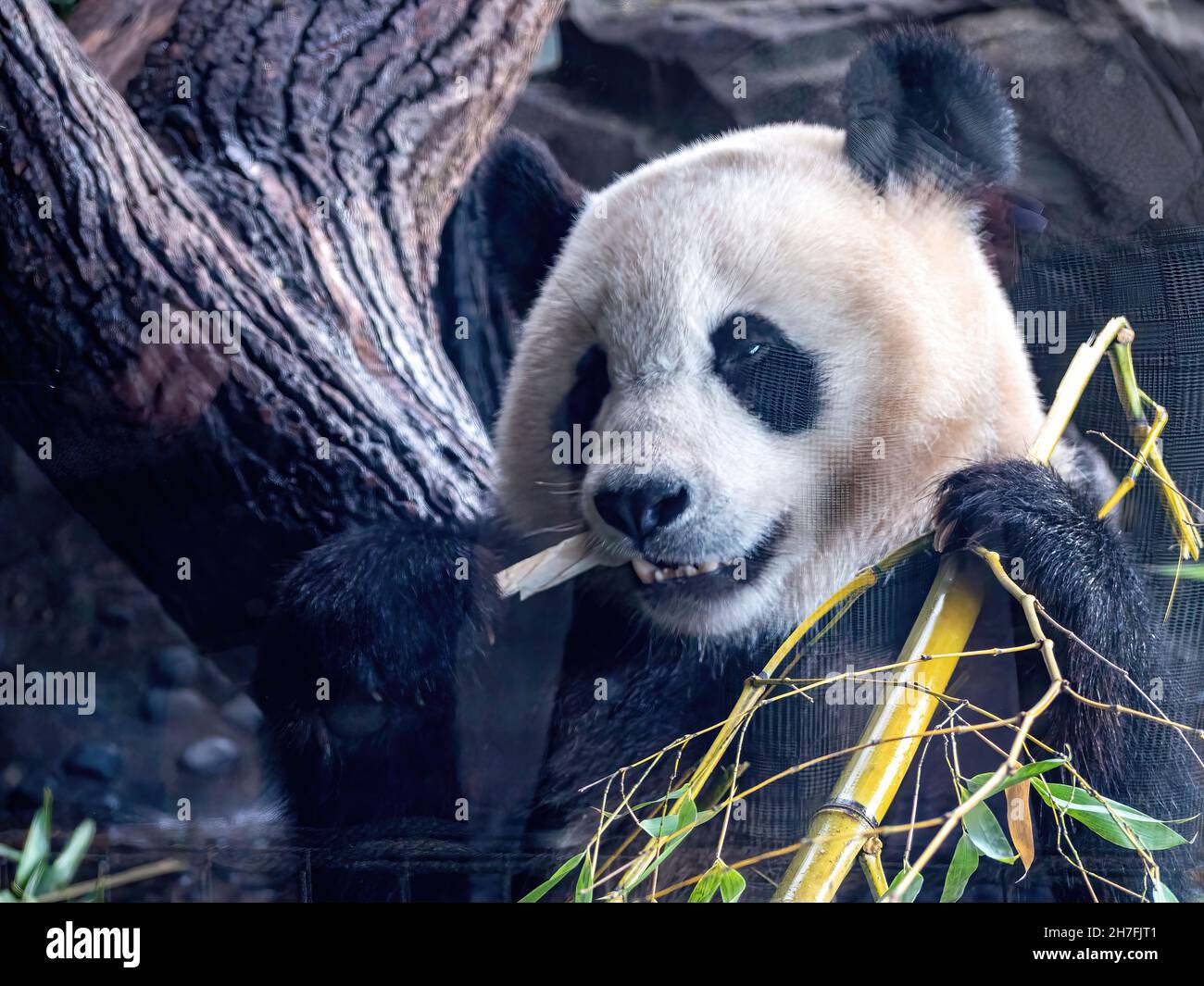 Cute Panda eating Bambus Stock Photo - Alamy