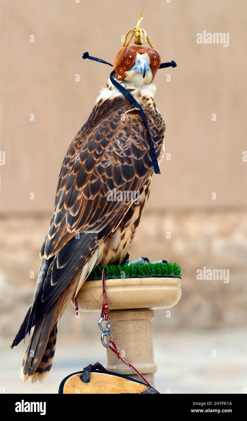 UNITED ARAB EMIRATES, DUBAI, TRADITIONNAL HUNTING FALCON Stock Photo