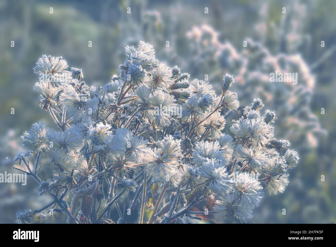 White fluffy milk thistle heads with morning hoarfrost or rime covered. Late autumn weather or winter beginning. Weather forecast concept or beauty of Stock Photo