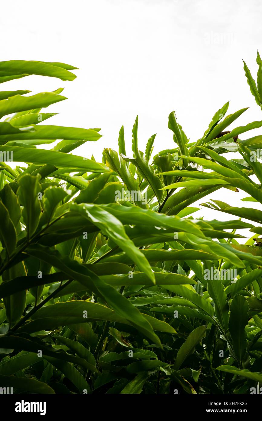 Torch ginger or wild ginger leaves the tropical forest flowering plant in the ginger family, Zingiberaceae. Green leaves branch in the garden. Stock Photo
