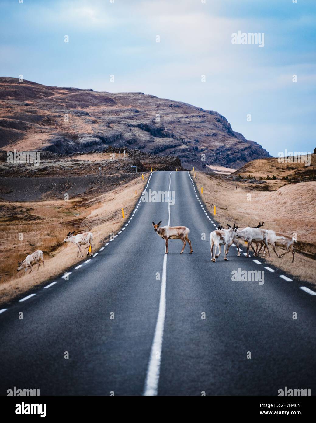 Herd of deer passing an asphalt highway Stock Photo