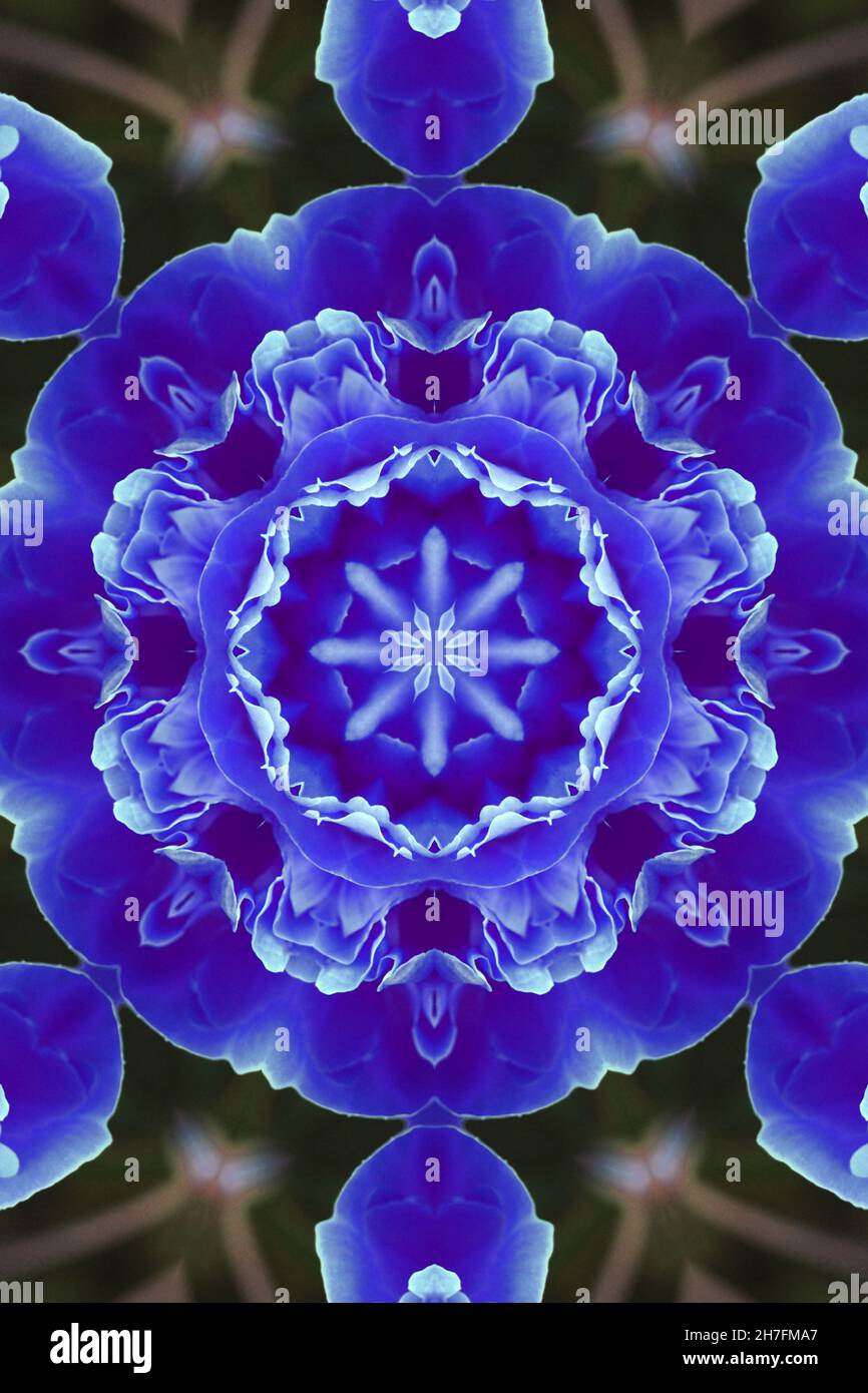 Concentric Flower Close-up. Mandala Kaleidoscopic design. Esoteric magic concept Stock Photo