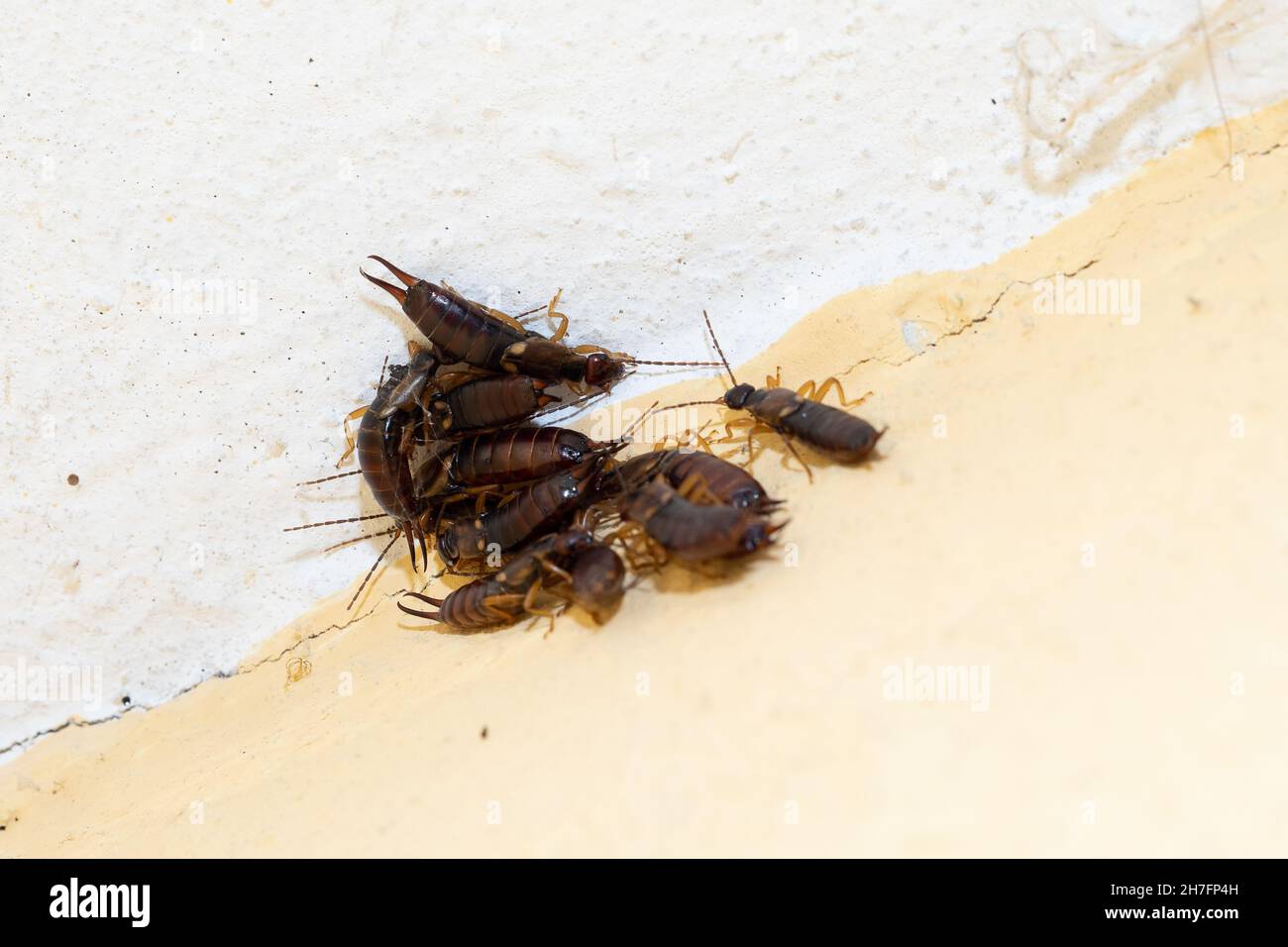 Earwigs group hi-res stock photography and images - Alamy