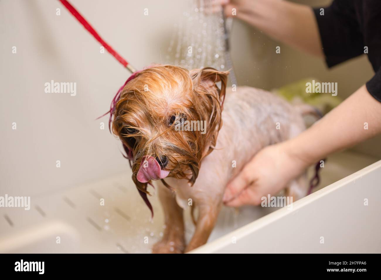 washing yorkshire terrier in front of haircut professional hairdresser
