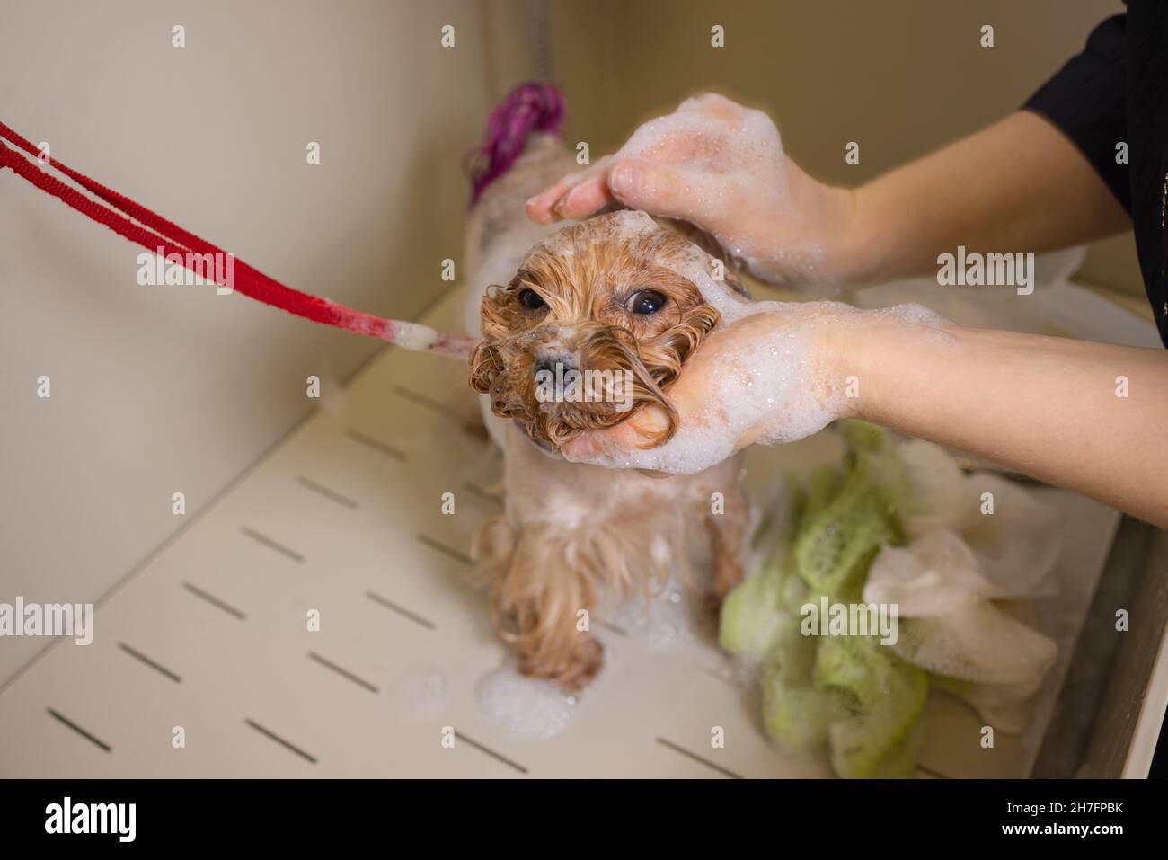 washing yorkshire terrier in front of haircut professional hairdresser ...