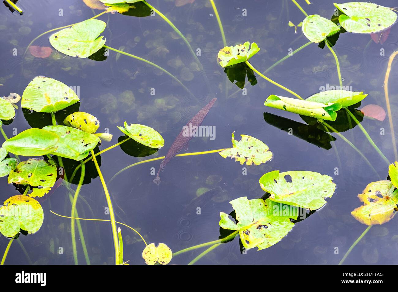 Closeup shot of broad-leaved pondweed in the wa Stock Photo