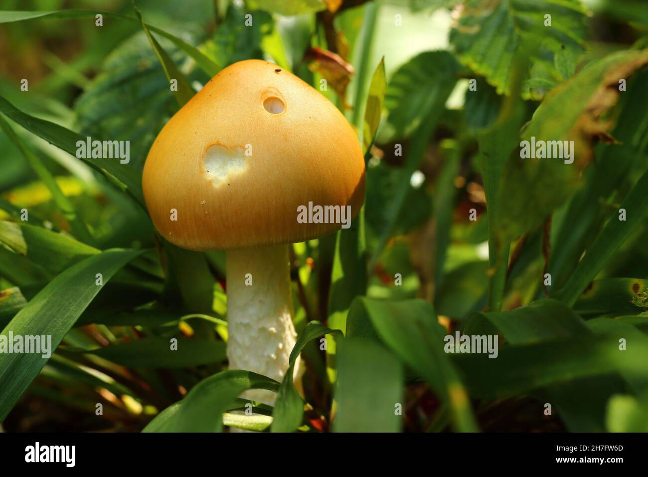 Closeup shot of a mushroom in a forest during the day Stock Photo - Alamy