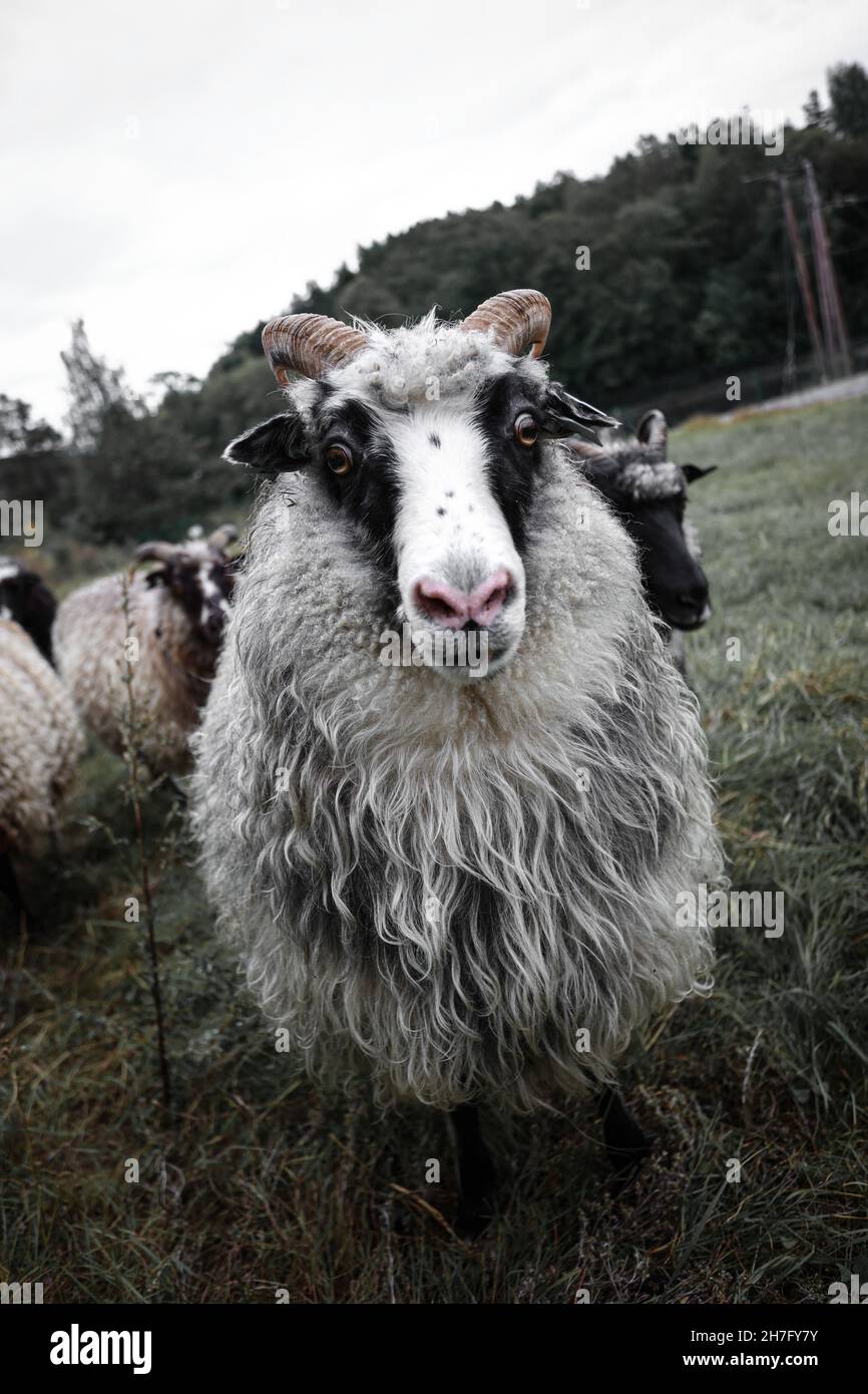 Vertical shot of a sheep on a pasture Stock Photo - Alamy