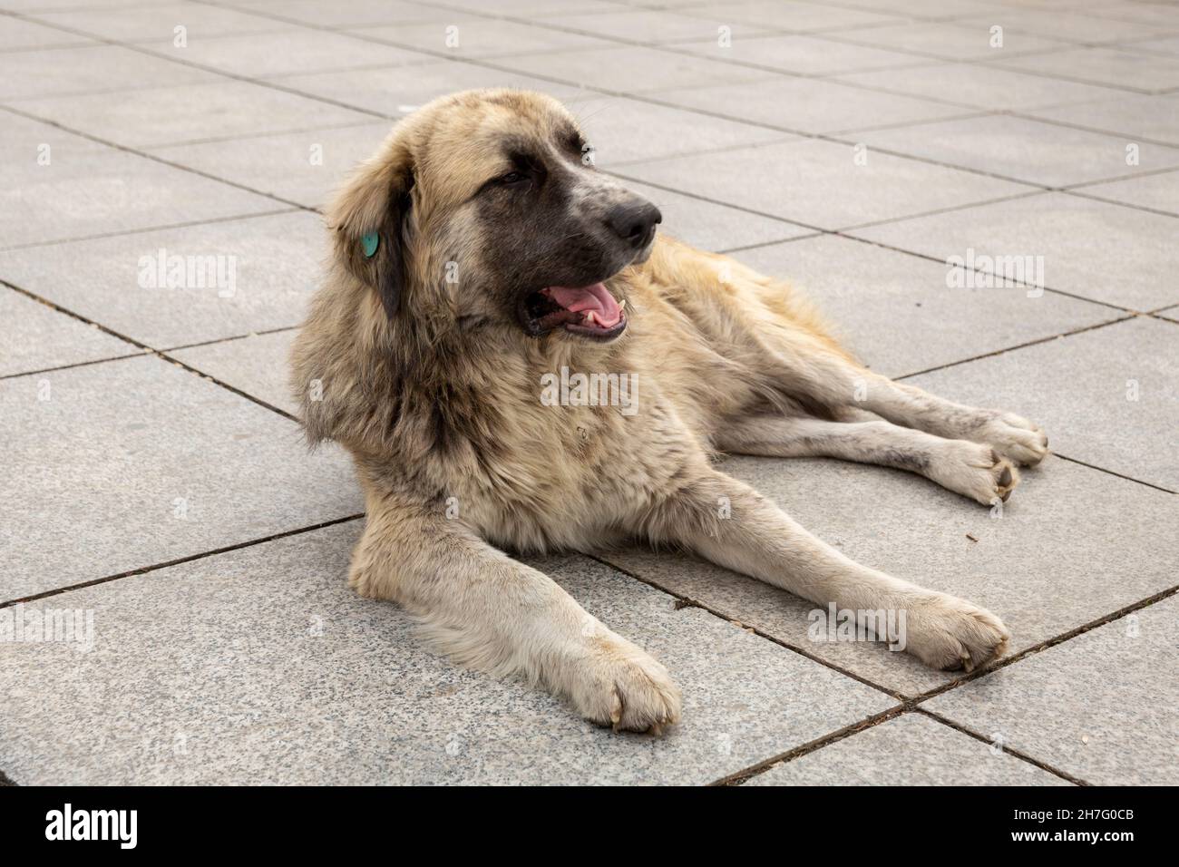 A large shaggy dog with dirty fur lies on the street. Homeless dogs in Tbilisi Stock Photo Alamy