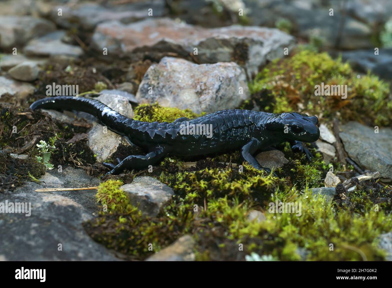 Closeup on a milky gland secretion from an adult black Alpine salamander, Salamandra atra Stock Photo