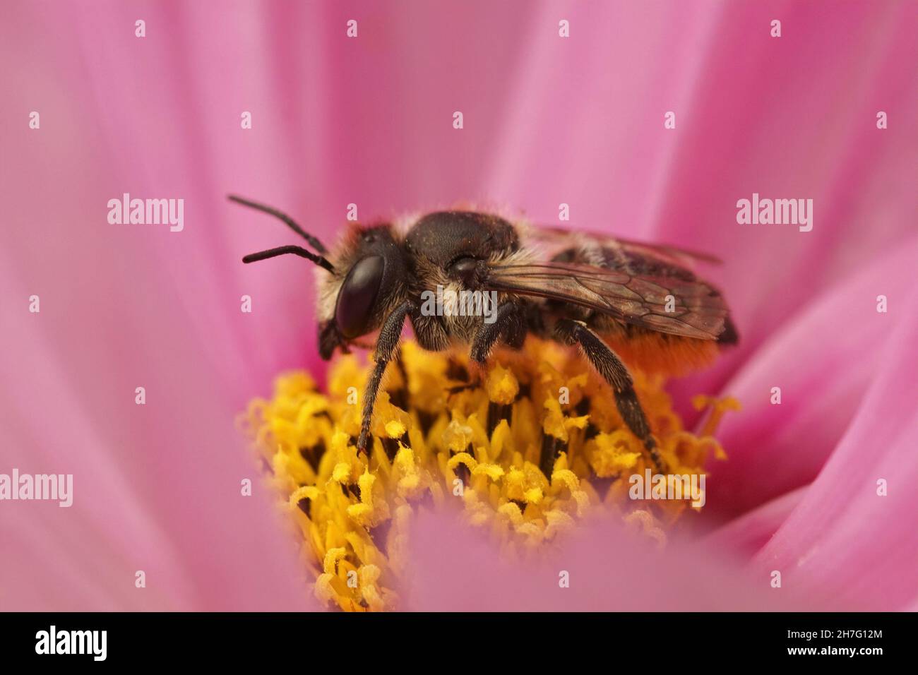 Closeup on female Patchwork leafcutter bee, Megachile centuncularis