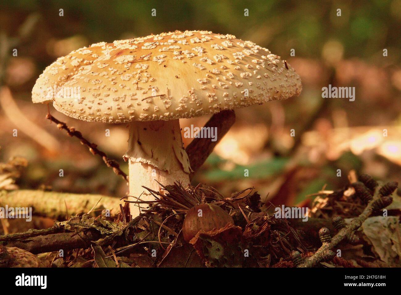 Closeup on a fresh blushing amanita, Amanita rubescens  standing up in the forest Stock Photo