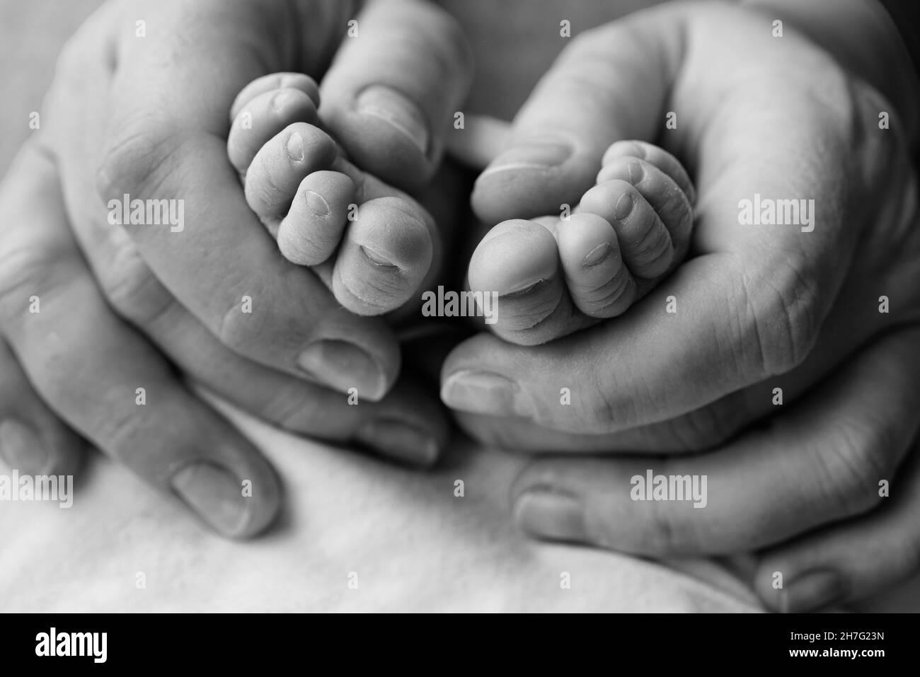 Legs, toes, feet and heels of a newborn. The hands of parents, father, mother. Stock Photo