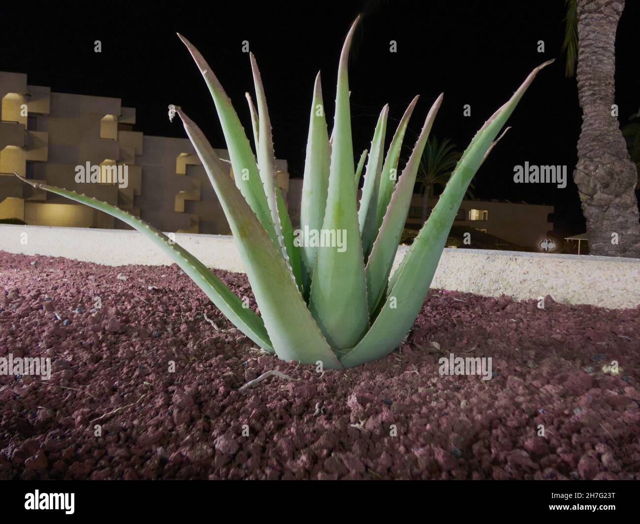 Closeup shot of an aloe vera plant on red soil with buildings and the night sky in the background Stock Photo