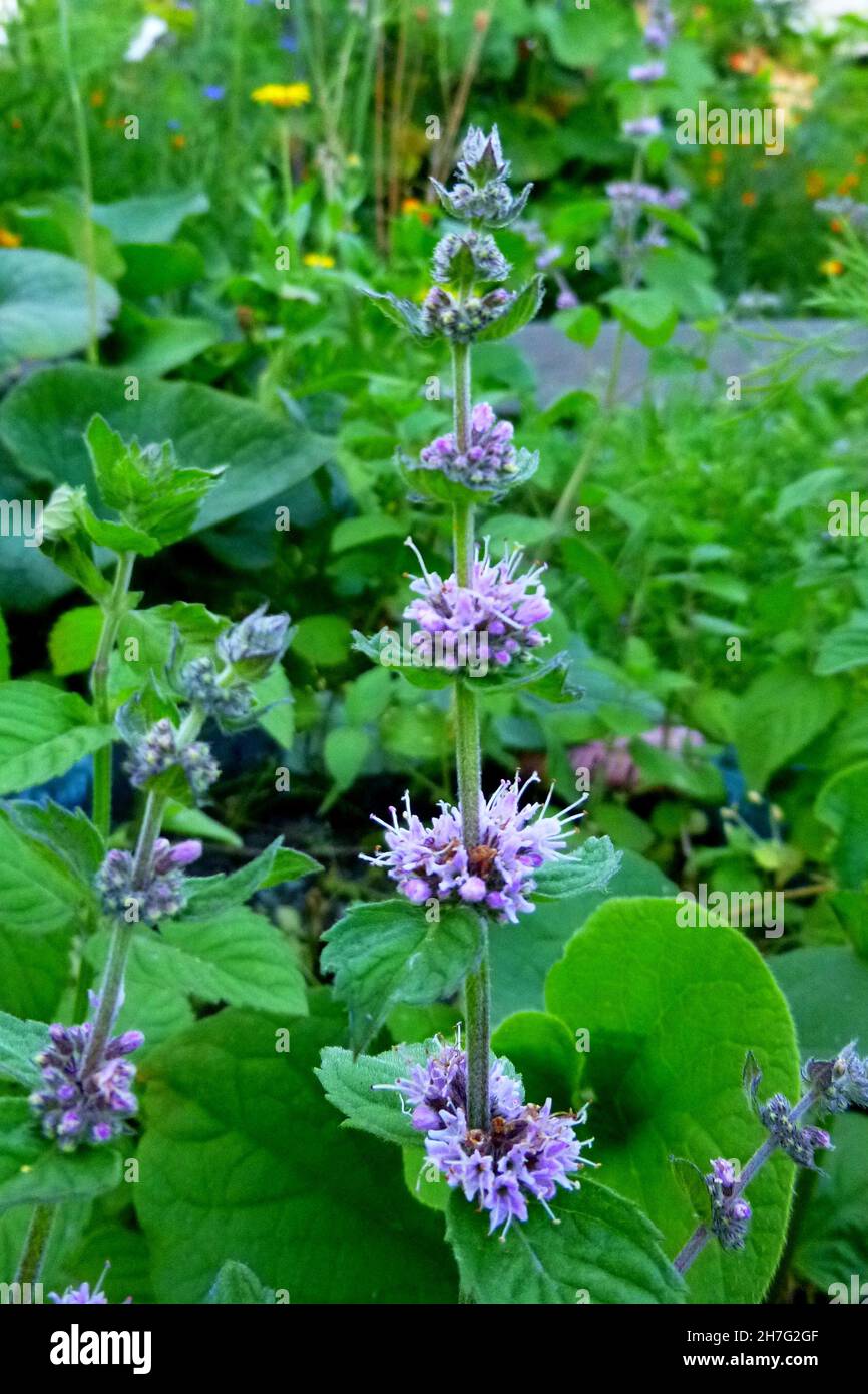 mint tree flower