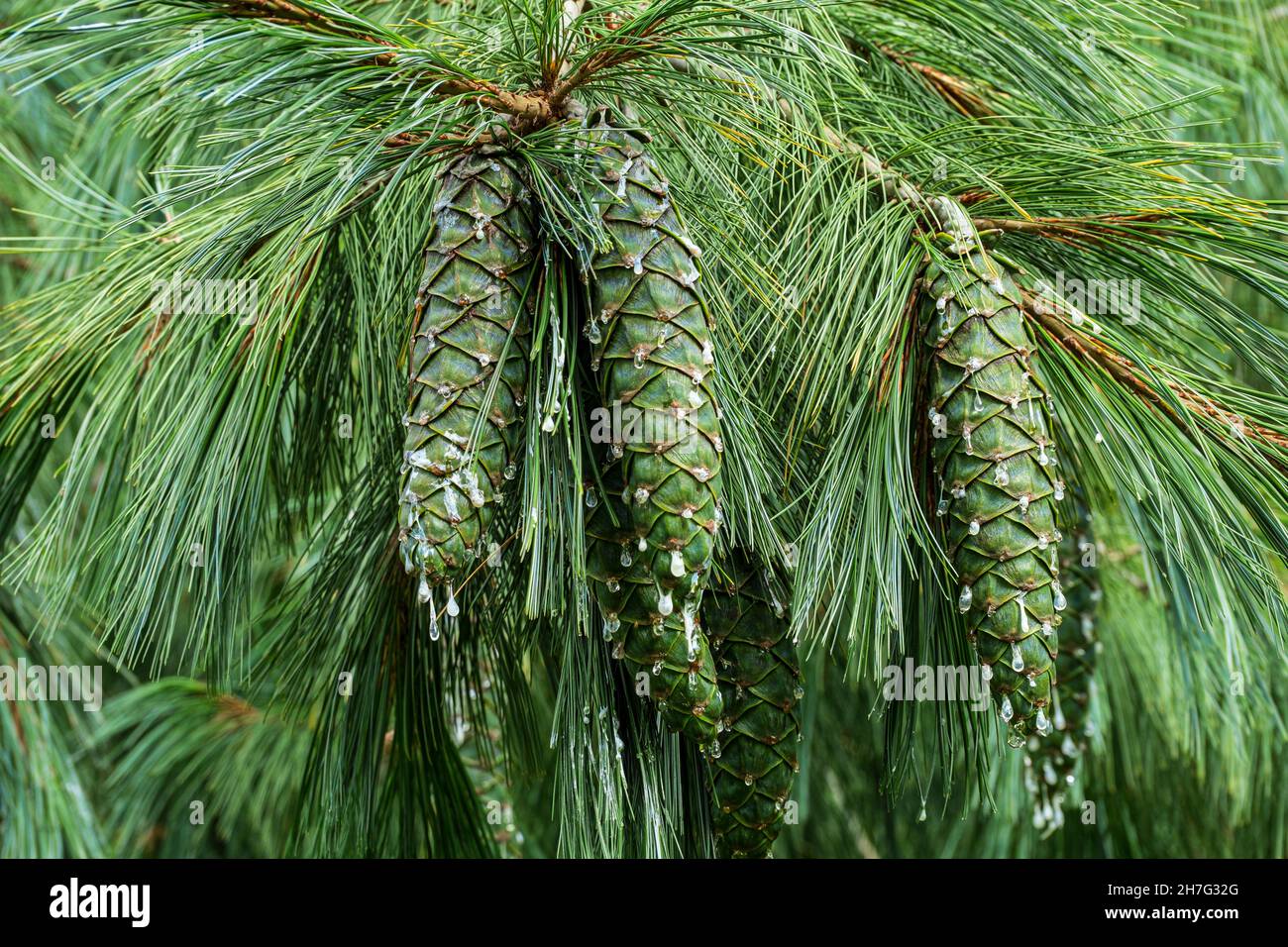 The very large cones of Pinus x holfordiana. Stock Photo