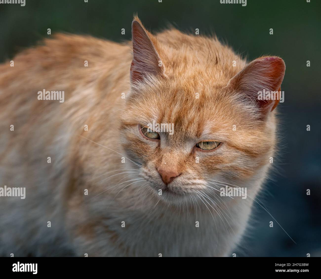 Cute ginger cat photosession on a rainy day just after it stoped raining Stock Photo
