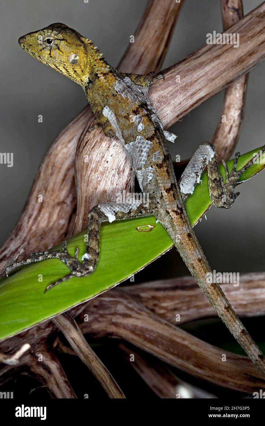 Lizard molting. Lizard (Calotes versicolor) moulting in the course of a skin change. Thailand S. E. Asia Stock Photo