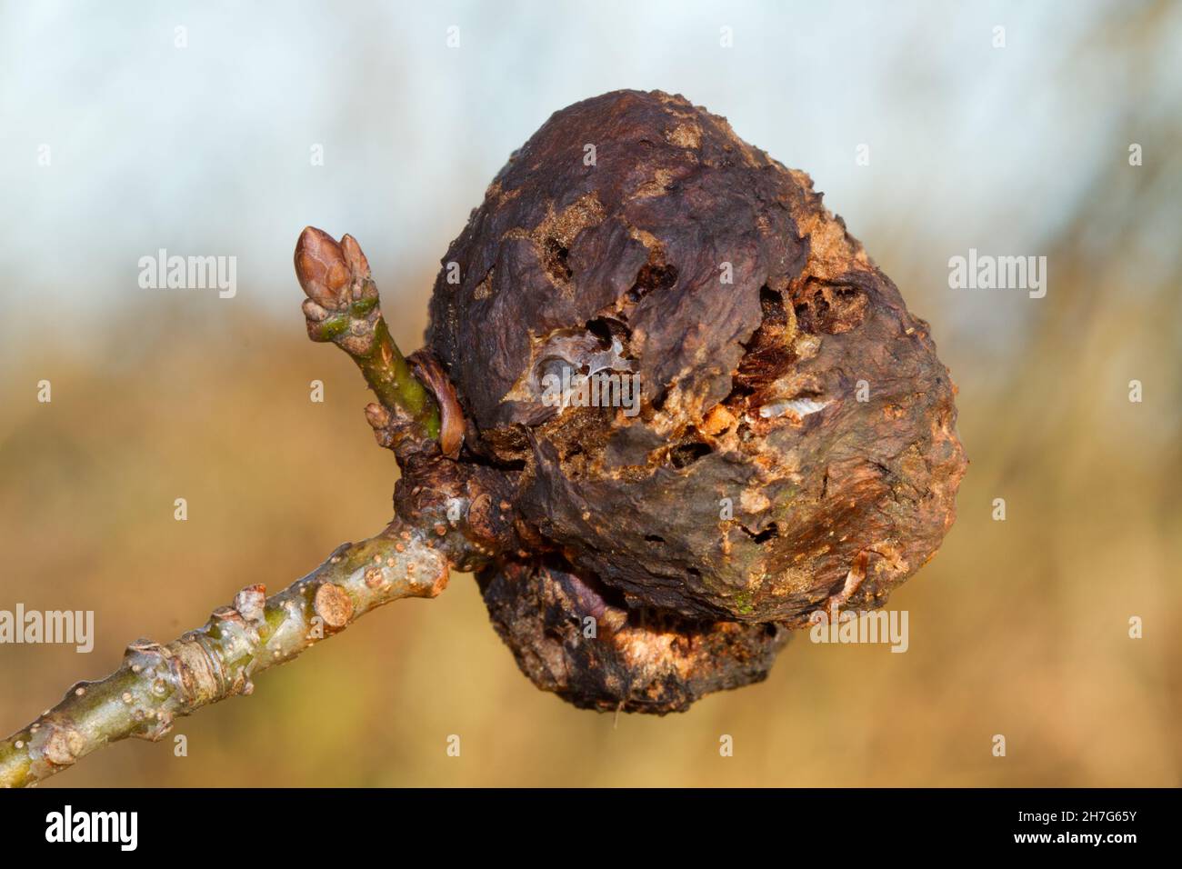 Old gall of Biothiza pallida, a gall wasp, on a twig with a leaf bud of an Oak Stock Photo