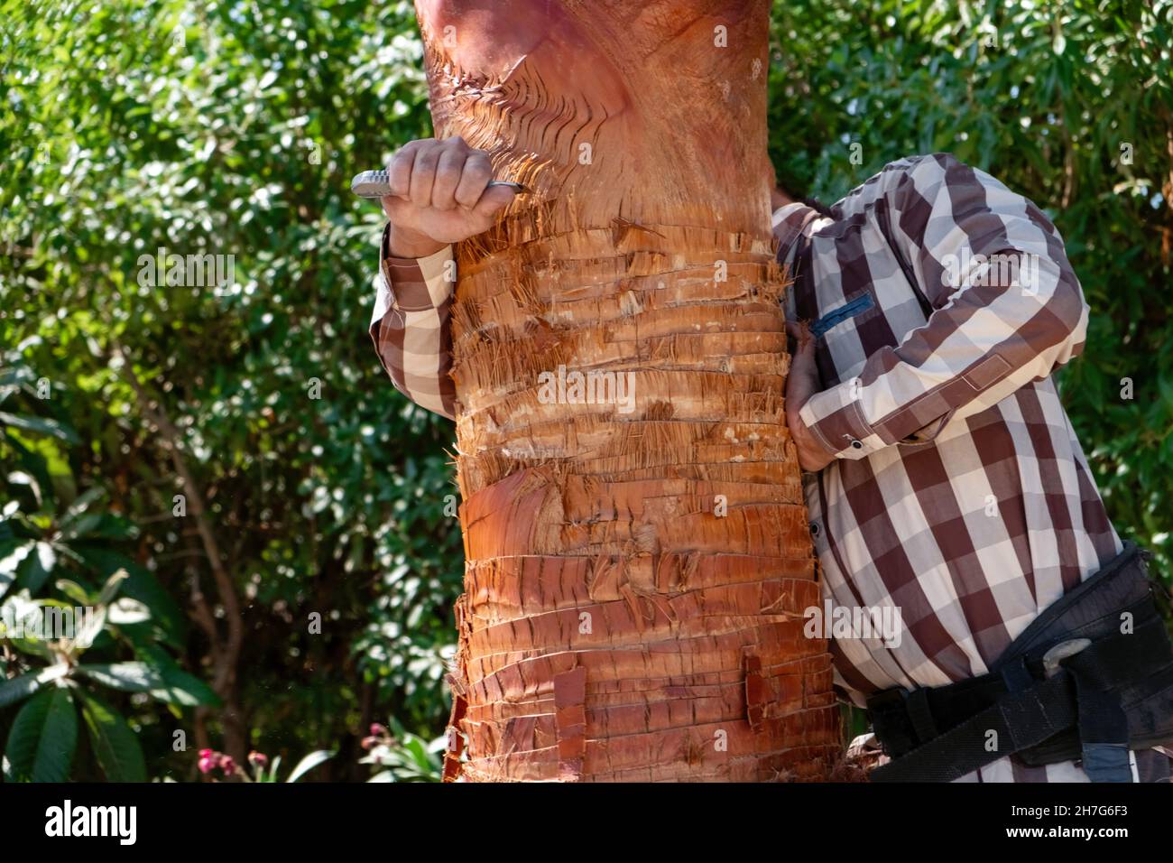 Trimming a palm tree hires stock photography and images Alamy