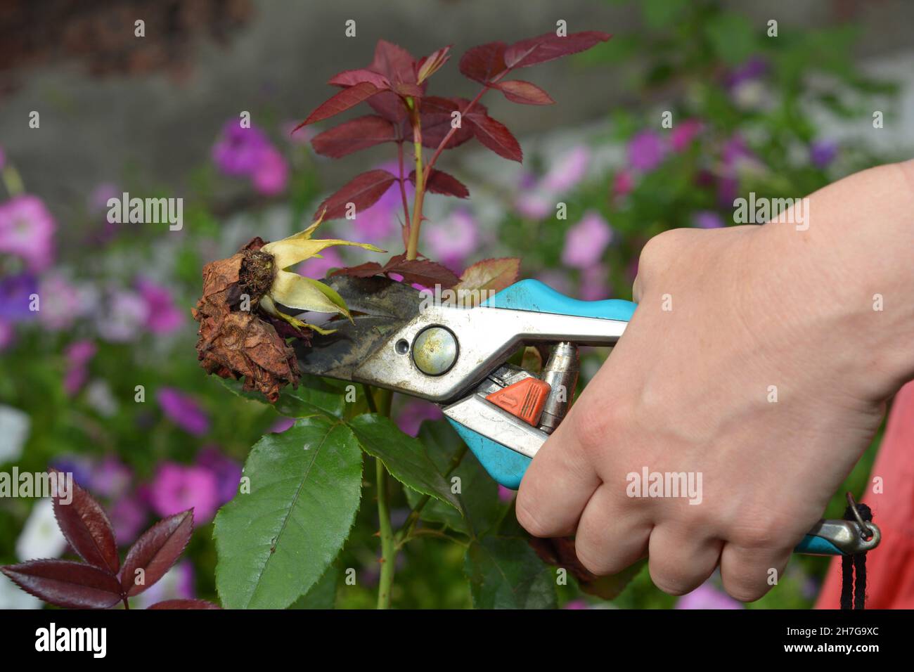Rose care and rose deadheading in summer. A woman is deadheading